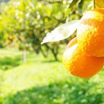 Quinta d enaranjas y mandarinas exquicitrus